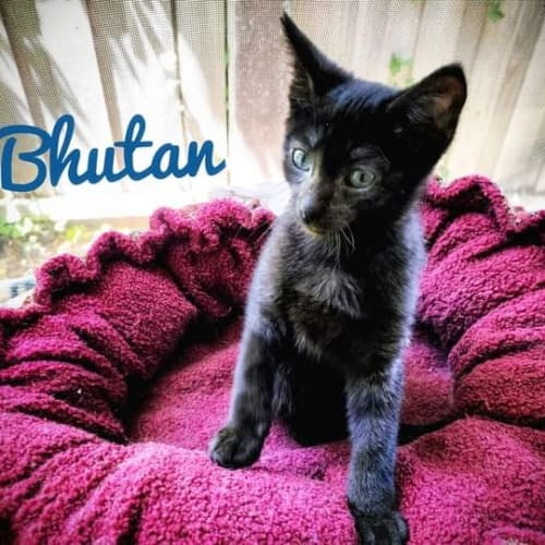 Bhutan - Petstock