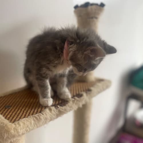 Darla ~ meet me @ Petstock Hastings 19/3/23 