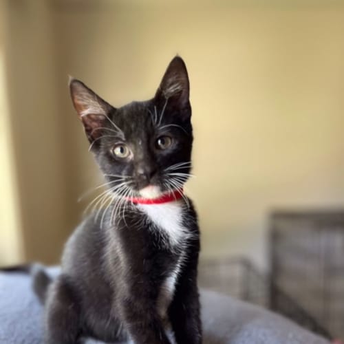 Niven  ***Adoption Day Sat 22 April in Preston***