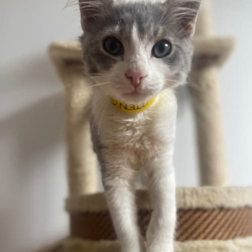 Finch ~ meet me at Petstock Hastings 19/3/23