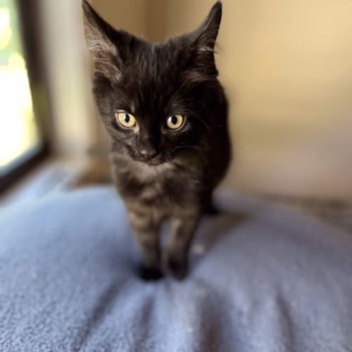 Arlo - Located in Preston 
