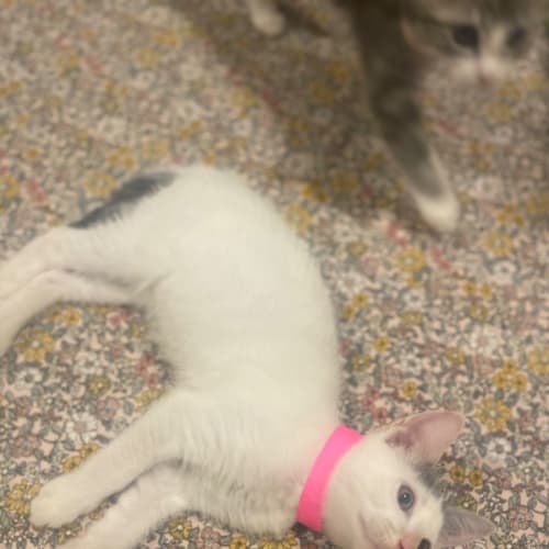 Boo~ Adopt me at Petstock Chelsea store