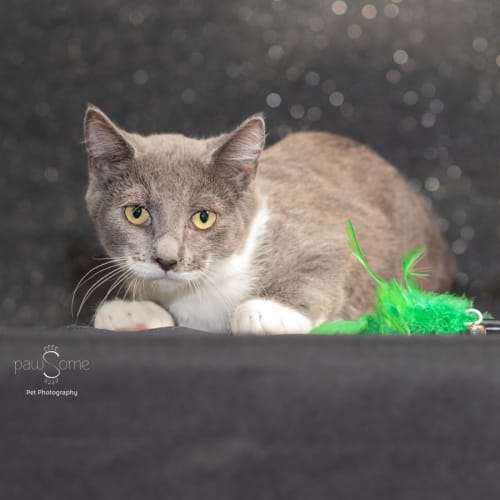 Angie ** 2nd Chance Cat Rescue**