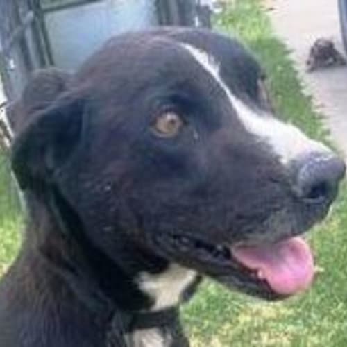 Indi ~ Kelpie x Catahoula, 6yo girl