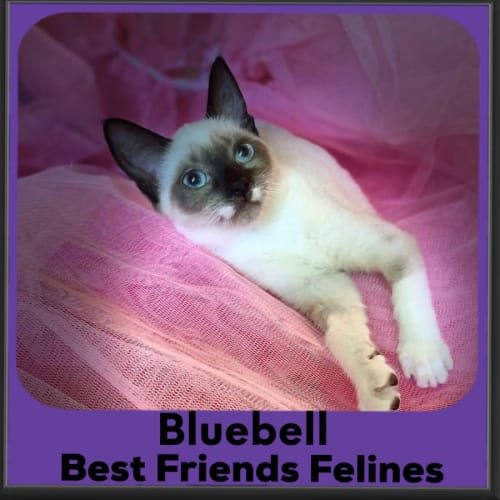 Bluebelle 