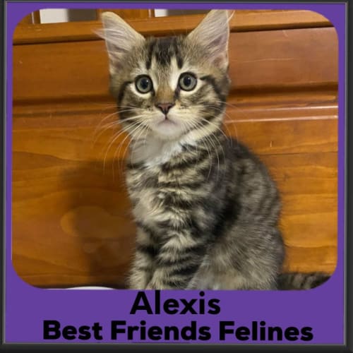 Alexis 