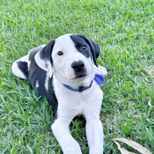 Hank -10 Wk Old Border Collie x Kelpie x(On Trial)