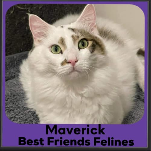 Maverick 