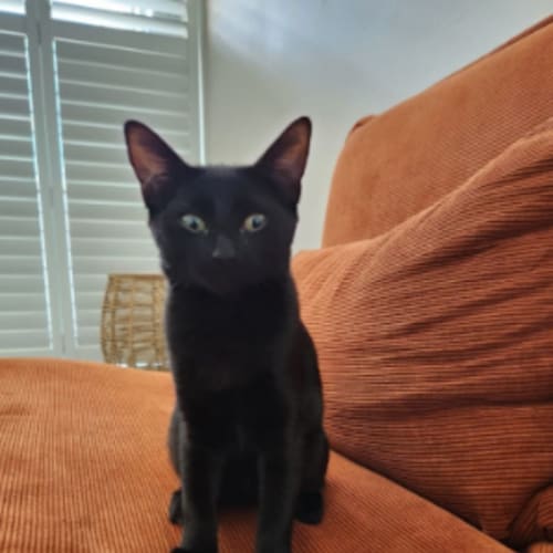 Scratchy (available from foster care)