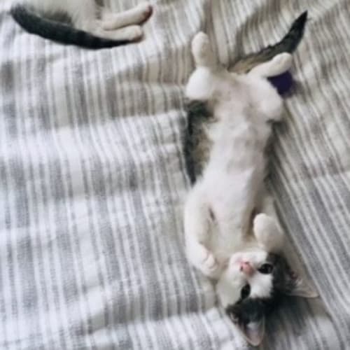 Portia & Harper