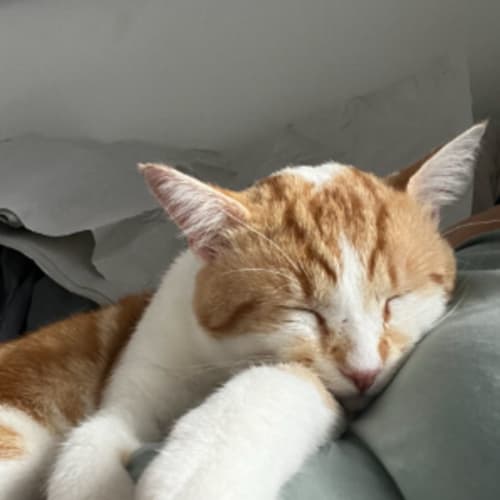 Brent (available from foster care)