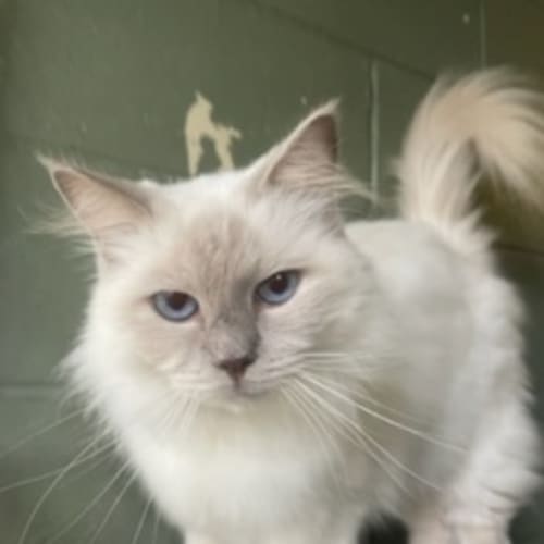 Loki