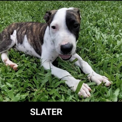 Slater
