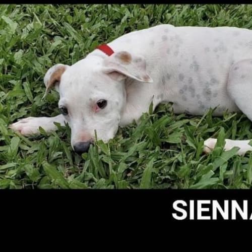 Sienna