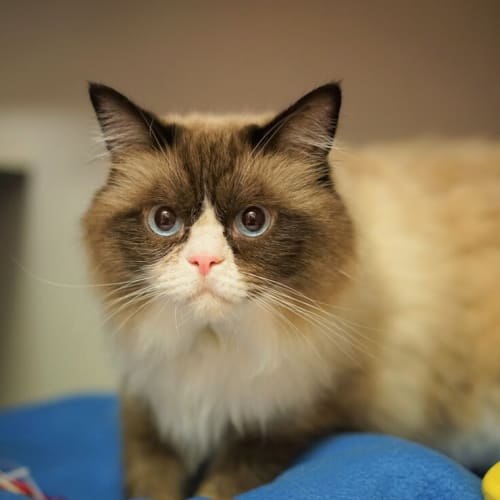 Milo