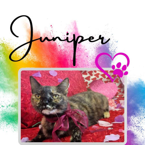 Juniper