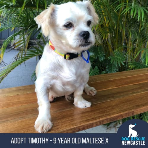 Timothy - 9 Year Old Maltese X (On Trial)