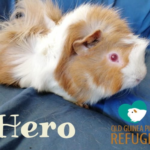 Hero (desexed male)