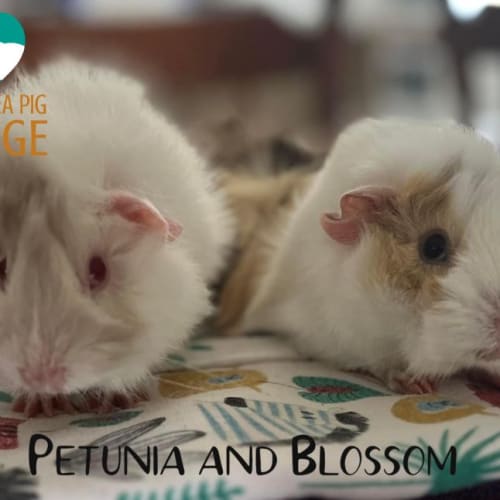 Petunia and Blossom