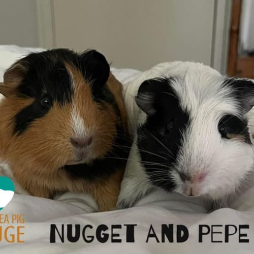 Nugget and Pepe