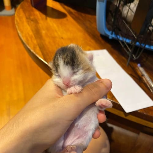 Kitten Holly
