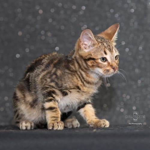 Anakin ** 2nd Chance Cat Rescue**