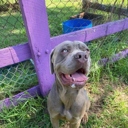 Elvis (IMP No. 2009)