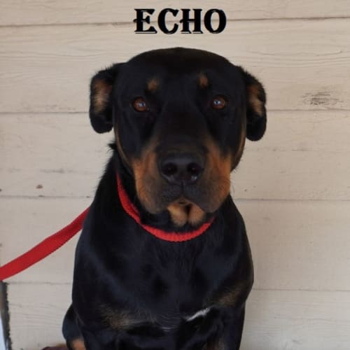 Echo