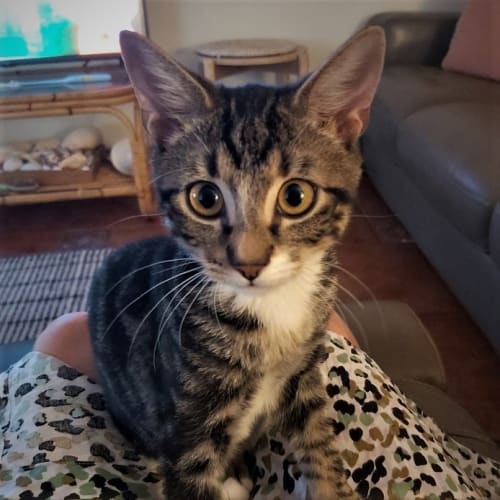 Jafar