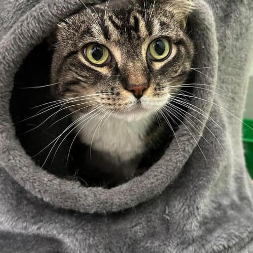 Kit
