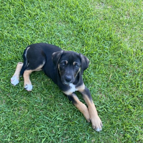 Audrey - 10 Wk Catahoula x (On Trial)