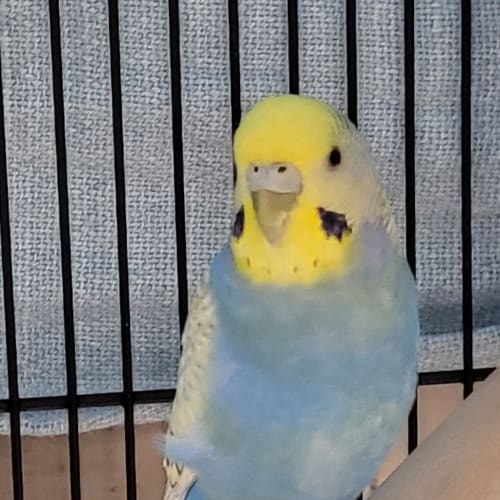 Billy