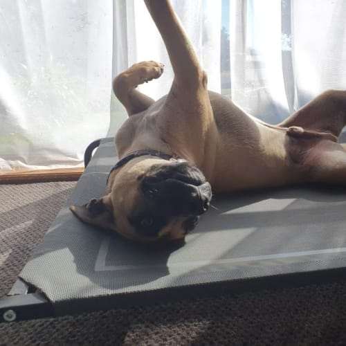 Archie