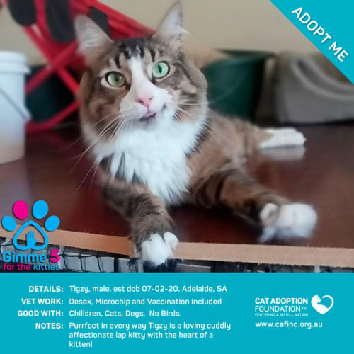Tigzy Just $39 Limited Time!