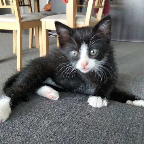 Percy
