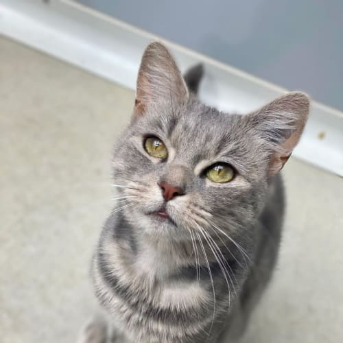 Coco