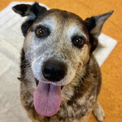 Pepper