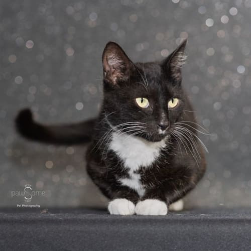Sugus **2nd Chance Cat Rescue**