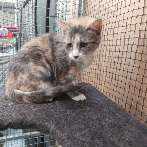 Monday **2nd Chance Cat Rescue**