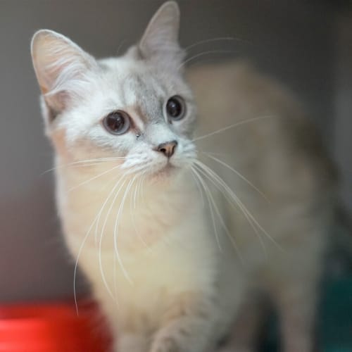 Lulu