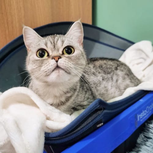 🥦Cauliflower 🥦