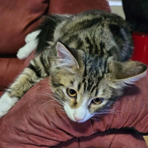 Drogon **2nd Chance Cat Rescue**