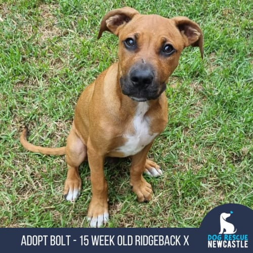 Bolt - 15 Week Old Ridgeback X (On Trial)