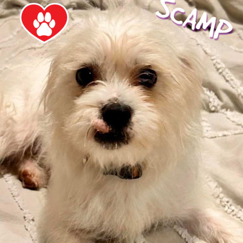 Scamp 
