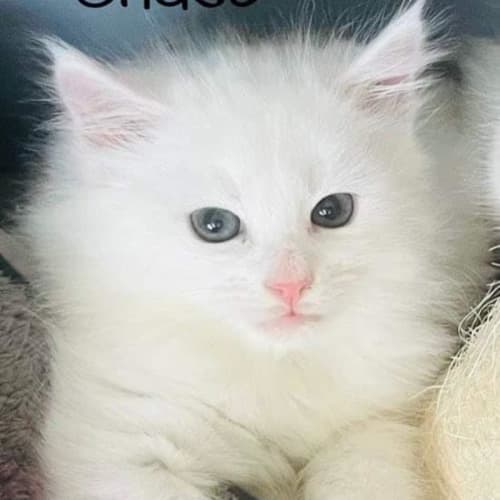 Chase