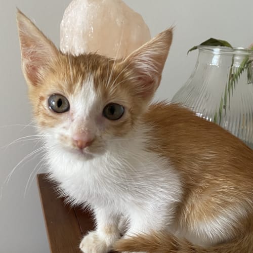 Chickpea