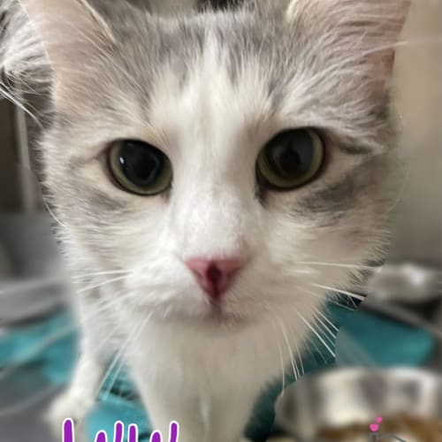 Lulu