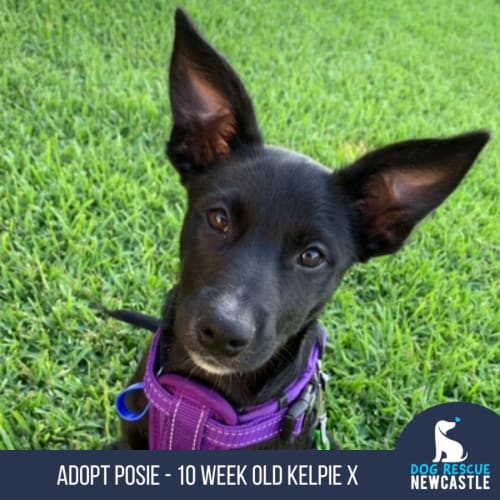 Posie - 10 Week Old Kelpie X (On Trial)
