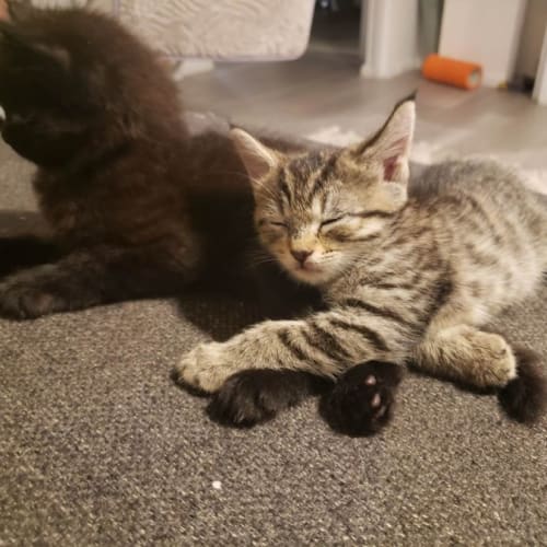 Kovu