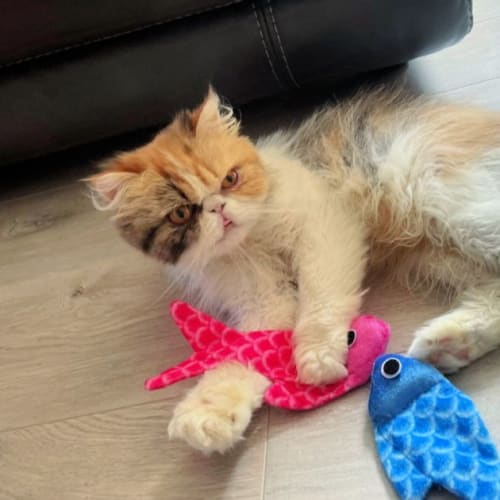 🥕🍰Carrotcake🍰🥕